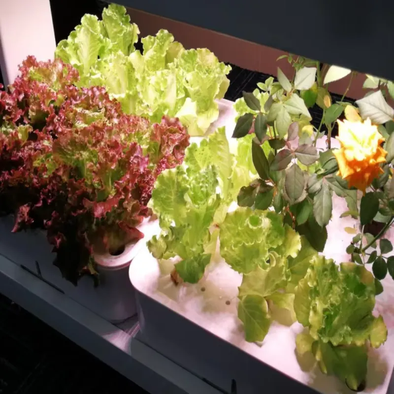 Système de symbiose pour aquar - Nursery avis et prix
